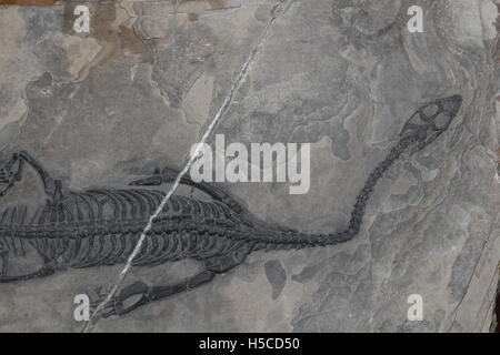 Fossile Reptil Keichousaurus Hui, späten Trias, China Stockfoto