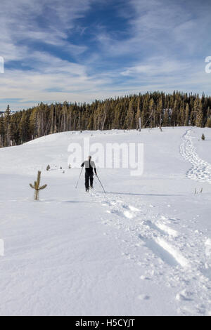 Mann, Schneeschuhwandern bergab im Neuschnee Stockfoto