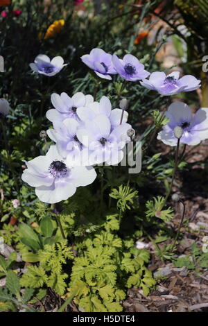 Weiße Anemonen mit lila Schimmer auf Blütenblätter Stockfoto