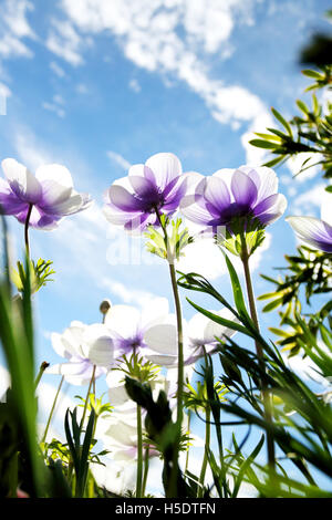 Weiße Anemonen mit lila Schimmer auf Blütenblätter Stockfoto