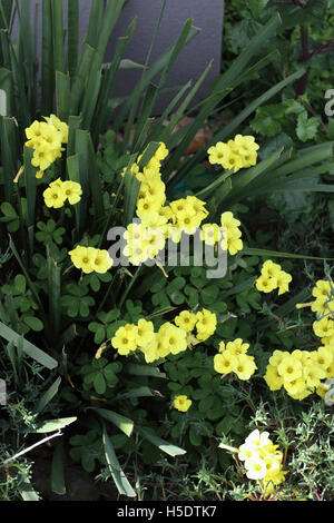 Oxalis Pes-Caprae oder bekannt als Bermuda Butterblume, afrikanische Sauerklee, Bermuda Sauerampfer, Hahnenfuß Oxalis, Cape Sauerampfer, Unkraut Englisch Stockfoto