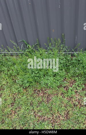 Rasen und Unkraut wächst in der Nähe von Backstein Metallzaun Stockfoto