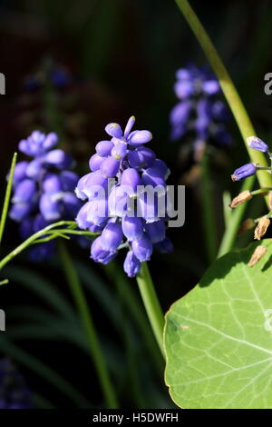 Eine Muscari Armeniacum Blume oder auch bekannt als Trauben Hyazinthe Stockfoto