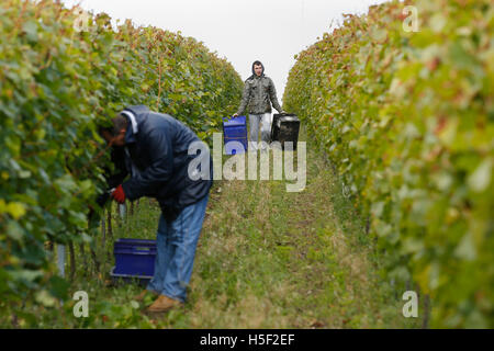 Hambledon Weinberg, Hampshire, UK. 19. Oktober 2016. Arbeiter arbeiten zwischen den Reben ernten Charndonnaygrapes am Hambledon Weinberg in Hampshire, UK Mittwoch, 19. Oktober 2016.  Die englische Wein Weinlese hat begonnen, die Aussichten sind gut, nach einem späten, warmen Sommer im August und September.  Der Weinberg am Hambledon, eines der ältesten im Land, hat 75.000 Reben über 20 Hektar in den South Downs National Park. Bildnachweis: Luke MacGregor/Alamy Live-Nachrichten Stockfoto