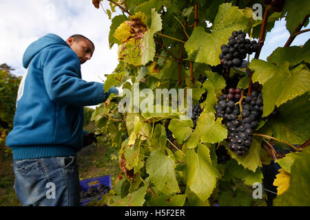 Hambledon Weinberg, Hampshire, UK. 19. Oktober 2016. Ein Arbeiter arbeitet zwischen den Reben ernten Pinot Noir Trauben am Weinberg Hambledon in Hampshire, UK Mittwoch, 19. Oktober 2016.  Die englische Wein Weinlese hat begonnen, die Aussichten sind gut, nach einem späten, warmen Sommer im August und September.  Der Weinberg am Hambledon, eines der ältesten im Land, hat 75.000 Reben über 20 Hektar in den South Downs National Park. Bildnachweis: Luke MacGregor/Alamy Live-Nachrichten Stockfoto