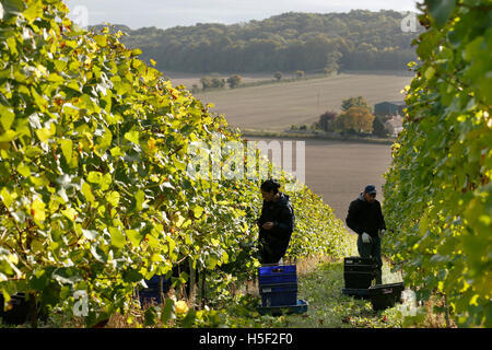 Hambledon Weinberg, Hampshire, UK. 19. Oktober 2016. Arbeiter arbeiten zwischen den Reben ernten Pinot Noir Trauben am Weinberg Hambledon in Hampshire, UK Mittwoch, 19. Oktober 2016.  Die englische Wein Weinlese hat begonnen, die Aussichten sind gut, nach einem späten, warmen Sommer im August und September.  Der Weinberg am Hambledon, eines der ältesten im Land, hat 75.000 Reben über 20 Hektar in den South Downs National Park. Bildnachweis: Luke MacGregor/Alamy Live-Nachrichten Stockfoto