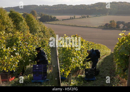 Hambledon Weinberg, Hampshire, UK. 19. Oktober 2016. Arbeiter arbeiten zwischen den Reben ernten Pinot Noir Trauben am Weinberg Hambledon in Hampshire, UK Mittwoch, 19. Oktober 2016.  Die englische Wein Weinlese hat begonnen, die Aussichten sind gut, nach einem späten, warmen Sommer im August und September.  Der Weinberg am Hambledon, eines der ältesten im Land, hat 75.000 Reben über 20 Hektar in den South Downs National Park. Bildnachweis: Luke MacGregor/Alamy Live-Nachrichten Stockfoto