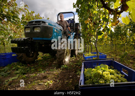Hambledon Weinberg, Hampshire, UK. 19. Oktober 2016. Ein Traktorfahrer funktioniert zwischen den Reben ernten Chardonnay-Trauben am Weinberg Hambledon in Hampshire, UK Mittwoch, 19. Oktober 2016.  Die englische Wein Weinlese hat begonnen, die Aussichten sind gut, nach einem späten, warmen Sommer im August und September.  Der Weinberg am Hambledon, eines der ältesten im Land, hat 75.000 Reben über 20 Hektar in den South Downs National Park. Bildnachweis: Luke MacGregor/Alamy Live-Nachrichten Stockfoto