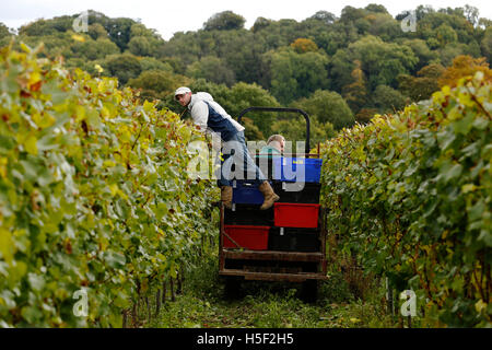 Hambledon Weinberg, Hampshire, UK. 19. Oktober 2016. Arbeiter überprüfen die Reben für übrig gebliebene Chardonnay-Trauben bei der Ernte auf dem Hambledon Weingut in Hampshire, UK Mittwoch, 19. Oktober 2016.  Die englische Wein Weinlese hat begonnen, die Aussichten sind gut, nach einem späten, warmen Sommer im August und September.  Der Weinberg am Hambledon, eines der ältesten im Land, hat 75.000 Reben über 20 Hektar in den South Downs National Park. Bildnachweis: Luke MacGregor/Alamy Live-Nachrichten Stockfoto