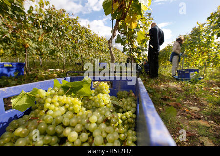 Hambledon Weinberg, Hampshire, UK. 19. Oktober 2016. Arbeiter arbeiten zwischen den Reben ernten Chardonnay-Trauben am Weinberg Hambledon in Hampshire, UK Mittwoch, 19. Oktober 2016.  Die englische Wein Weinlese hat begonnen, die Aussichten sind gut, nach einem späten, warmen Sommer im August und September.  Der Weinberg am Hambledon, eines der ältesten im Land, hat 75.000 Reben über 20 Hektar in den South Downs National Park. Bildnachweis: Luke MacGregor/Alamy Live-Nachrichten Stockfoto