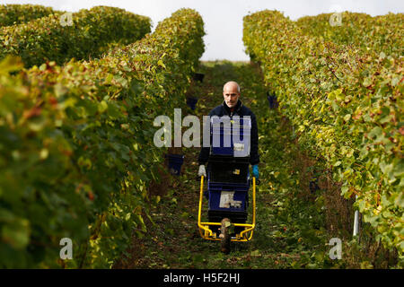 Hambledon Weinberg, Hampshire, UK. 19. Oktober 2016. Ein Arbeiter arbeitet zwischen den Reben ernten Pinot Noir Trauben am Weinberg Hambledon in Hampshire, UK Mittwoch, 19. Oktober 2016.  Die englische Wein Weinlese hat begonnen, die Aussichten sind gut, nach einem späten, warmen Sommer im August und September.  Der Weinberg am Hambledon, eines der ältesten im Land, hat 75.000 Reben über 20 Hektar in den South Downs National Park. Bildnachweis: Luke MacGregor/Alamy Live-Nachrichten Stockfoto