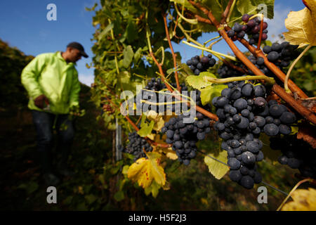 Hambledon Weinberg, Hampshire, UK. 19. Oktober 2016. Ein Arbeiter arbeitet zwischen den Reben ernten Pinot Noir Trauben am Weinberg Hambledon in Hampshire, UK Mittwoch, 19. Oktober 2016.  Die englische Wein Weinlese hat begonnen, die Aussichten sind gut, nach einem späten, warmen Sommer im August und September.  Der Weinberg am Hambledon, eines der ältesten im Land, hat 75.000 Reben über 20 Hektar in den South Downs National Park. Bildnachweis: Luke MacGregor/Alamy Live-Nachrichten Stockfoto
