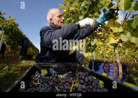Hambledon Weinberg, Hampshire, UK. 19. Oktober 2016. Ein Arbeiter arbeitet zwischen den Reben ernten Pinot Noir Trauben am Weinberg Hambledon in Hampshire, UK Mittwoch, 19. Oktober 2016.  Die englische Wein Weinlese hat begonnen, die Aussichten sind gut, nach einem späten, warmen Sommer im August und September.  Der Weinberg am Hambledon, eines der ältesten im Land, hat 75.000 Reben über 20 Hektar in den South Downs National Park. Bildnachweis: Luke MacGregor/Alamy Live-Nachrichten Stockfoto