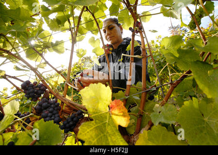 Hambledon Weinberg, Hampshire, UK. 19. Oktober 2016. Ein Arbeiter arbeitet zwischen den Reben ernten Pinot Noir Trauben am Weinberg Hambledon in Hampshire, UK Mittwoch, 19. Oktober 2016.  Die englische Wein Weinlese hat begonnen, die Aussichten sind gut, nach einem späten, warmen Sommer im August und September.  Der Weinberg am Hambledon, eines der ältesten im Land, hat 75.000 Reben über 20 Hektar in den South Downs National Park. Bildnachweis: Luke MacGregor/Alamy Live-Nachrichten Stockfoto