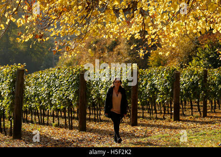 Hambledon Weinberg, Hampshire, UK. 19. Oktober 2016. Ein Mitarbeiter führt durch die Herbstsonne wie es durch die goldenen Blätter von Bäumen und Reben auf dem Hambledon Weingut in Hampshire, UK Mittwoch, 19. Oktober 2016 scheint.  Die englische Wein Weinlese hat begonnen, die Aussichten sind gut, nach einem späten, warmen Sommer im August und September.  Der Weinberg am Hambledon, eines der ältesten im Land, hat 75.000 Reben über 20 Hektar in den South Downs National Park. Bildnachweis: Luke MacGregor/Alamy Live-Nachrichten Stockfoto