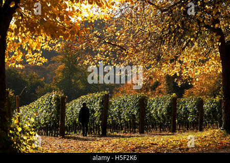 Hambledon Weinberg, Hampshire, UK. 19. Oktober 2016. Ein Mitarbeiter führt durch die Herbstsonne wie es durch die goldenen Blätter von Bäumen und Reben auf dem Hambledon Weingut in Hampshire, UK Mittwoch, 19. Oktober 2016 scheint.  Die englische Wein Weinlese hat begonnen, die Aussichten sind gut, nach einem späten, warmen Sommer im August und September.  Der Weinberg am Hambledon, eines der ältesten im Land, hat 75.000 Reben über 20 Hektar in den South Downs National Park. Bildnachweis: Luke MacGregor/Alamy Live-Nachrichten Stockfoto