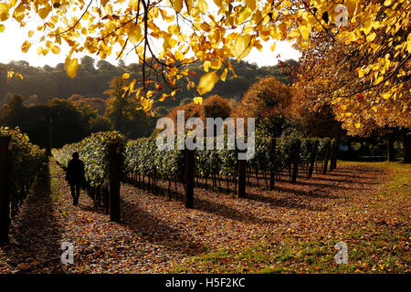 Hambledon Weinberg, Hampshire, UK. 19. Oktober 2016. Ein Mitarbeiter führt durch die Herbstsonne wie es durch die goldenen Blätter von Bäumen und Reben auf dem Hambledon Weingut in Hampshire, UK Mittwoch, 19. Oktober 2016 scheint.  Die englische Wein Weinlese hat begonnen, die Aussichten sind gut, nach einem späten, warmen Sommer im August und September.  Der Weinberg am Hambledon, eines der ältesten im Land, hat 75.000 Reben über 20 Hektar in den South Downs National Park. Bildnachweis: Luke MacGregor/Alamy Live-Nachrichten Stockfoto