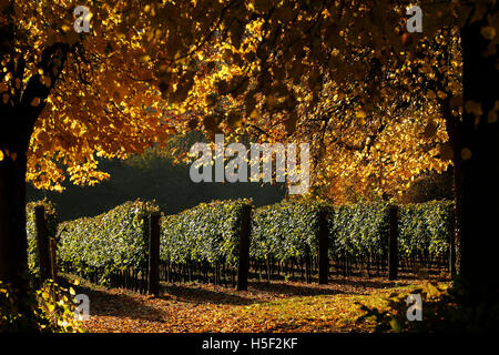 Hambledon Weinberg, Hampshire, UK. 19. Oktober 2016. Herbstsonne scheint durch die goldenen Blätter von Bäumen und Reben auf dem Hambledon Weingut in Hampshire, UK Mittwoch, 19. Oktober 2016.  Die englische Wein Weinlese hat begonnen, die Aussichten sind gut, nach einem späten, warmen Sommer im August und September.  Der Weinberg am Hambledon, eines der ältesten im Land, hat 75.000 Reben über 20 Hektar in den South Downs National Park. Bildnachweis: Luke MacGregor/Alamy Live-Nachrichten Stockfoto