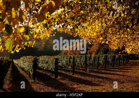 Hambledon Weinberg, Hampshire, UK. 19. Oktober 2016. Herbstsonne scheint durch die goldenen Blätter von Bäumen und Reben auf dem Hambledon Weingut in Hampshire, UK Mittwoch, 19. Oktober 2016.  Die englische Wein Weinlese hat begonnen, die Aussichten sind gut, nach einem späten, warmen Sommer im August und September.  Der Weinberg am Hambledon, eines der ältesten im Land, hat 75.000 Reben über 20 Hektar in den South Downs National Park. Bildnachweis: Luke MacGregor/Alamy Live-Nachrichten Stockfoto