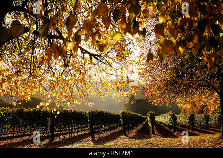 Hambledon Weinberg, Hampshire, UK. 19. Oktober 2016. Herbstsonne scheint durch die goldenen Blätter von Bäumen und Reben auf dem Hambledon Weingut in Hampshire, UK Mittwoch, 19. Oktober 2016.  Die englische Wein Weinlese hat begonnen, die Aussichten sind gut, nach einem späten, warmen Sommer im August und September.  Der Weinberg am Hambledon, eines der ältesten im Land, hat 75.000 Reben über 20 Hektar in den South Downs National Park. Bildnachweis: Luke MacGregor/Alamy Live-Nachrichten Stockfoto