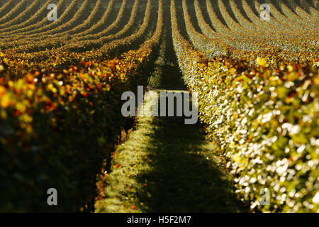 Hambledon Weinberg, Hampshire, UK. 19. Oktober 2016. Herbstsonne scheint durch die goldenen Blätter von Bäumen und Reben auf dem Hambledon Weingut in Hampshire, UK Mittwoch, 19. Oktober 2016.  Die englische Wein Weinlese hat begonnen, die Aussichten sind gut, nach einem späten, warmen Sommer im August und September.  Der Weinberg am Hambledon, eines der ältesten im Land, hat 75.000 Reben über 20 Hektar in den South Downs National Park. Bildnachweis: Luke MacGregor/Alamy Live-Nachrichten Stockfoto