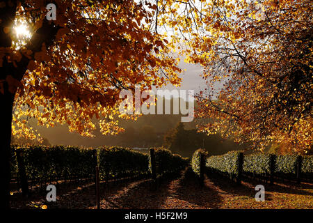 Hambledon Weinberg, Hampshire, UK. 19. Oktober 2016. Herbstsonne scheint durch die goldenen Blätter von Bäumen und Reben auf dem Hambledon Weingut in Hampshire, UK Mittwoch, 19. Oktober 2016.  Die englische Wein Weinlese hat begonnen, die Aussichten sind gut, nach einem späten, warmen Sommer im August und September.  Der Weinberg am Hambledon, eines der ältesten im Land, hat 75.000 Reben über 20 Hektar in den South Downs National Park. Bildnachweis: Luke MacGregor/Alamy Live-Nachrichten Stockfoto