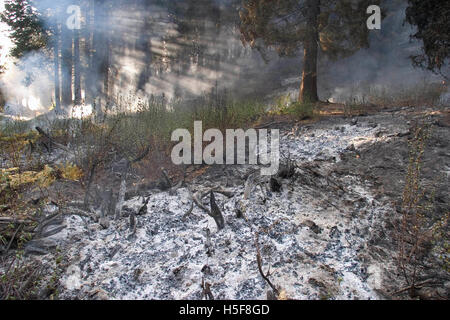 27. November 2005; Yosemite, CA, USA; "Kontrolliert brennen" oder "Vorgeschrieben" ist ein Teil der Waldbewirtschaftung. Feuer ist ein natürlicher Bestandteil der Waldökologie und kontrollierte Feuer ist ein nützliches Tool für Förster. Kontrolliertes abbrennen, stimuliert die Keimung der einige höchst wünschenswert Waldbäume, damit Erneuerung des Waldes. Einige Samen, wie Sequoia, bleiben inaktiv, bis Feuer die Saatgut-Beschichtung bricht. Ein weiterer Aspekt ist eigentlich Feuerleitung. In Florida verbrannt während der Dürre im Jahr 1998, katastrophale Waldbrände eine Anzahl von Häusern. Aber Forstwirtschaft Manager beachten Sie, dass das eigentliche Problem, dass kontrollierte Bur war Stockfoto