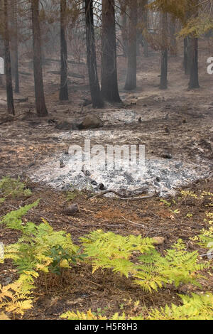 27. November 2005; Yosemite, CA, USA; "Kontrolliert brennen" oder "Vorgeschrieben" ist ein Teil der Waldbewirtschaftung. Feuer ist ein natürlicher Bestandteil der Waldökologie und kontrollierte Feuer ist ein nützliches Tool für Förster. Kontrolliertes abbrennen, stimuliert die Keimung der einige höchst wünschenswert Waldbäume, damit Erneuerung des Waldes. Einige Samen, wie Sequoia, bleiben inaktiv, bis Feuer die Saatgut-Beschichtung bricht. Ein weiterer Aspekt ist eigentlich Feuerleitung. In Florida verbrannt während der Dürre im Jahr 1998, katastrophale Waldbrände eine Anzahl von Häusern. Aber Forstwirtschaft Manager beachten Sie, dass das eigentliche Problem, dass kontrollierte Bur war Stockfoto