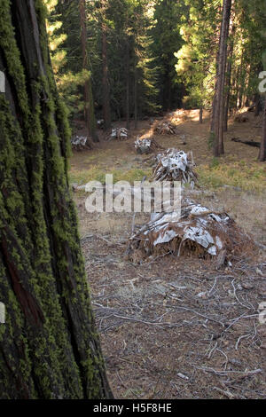 27. November 2005; Yosemite, CA, USA; "Kontrolliert brennen" oder "Vorgeschrieben" ist ein Teil der Waldbewirtschaftung. Feuer ist ein natürlicher Bestandteil der Waldökologie und kontrollierte Feuer ist ein nützliches Tool für Förster. Kontrolliertes abbrennen, stimuliert die Keimung der einige höchst wünschenswert Waldbäume, damit Erneuerung des Waldes. Einige Samen, wie Sequoia, bleiben inaktiv, bis Feuer die Saatgut-Beschichtung bricht. Ein weiterer Aspekt ist eigentlich Feuerleitung. In Florida verbrannt während der Dürre im Jahr 1998, katastrophale Waldbrände eine Anzahl von Häusern. Aber Forstwirtschaft Manager beachten Sie, dass das eigentliche Problem, dass kontrollierte Bur war Stockfoto