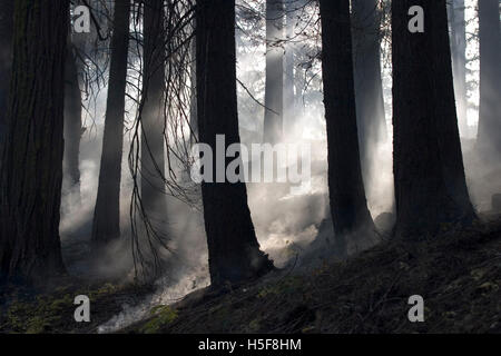 27. November 2005; Yosemite, CA, USA; "Kontrolliert brennen" oder "Vorgeschrieben" ist ein Teil der Waldbewirtschaftung. Feuer ist ein natürlicher Bestandteil der Waldökologie und kontrollierte Feuer ist ein nützliches Tool für Förster. Kontrolliertes abbrennen, stimuliert die Keimung der einige höchst wünschenswert Waldbäume, damit Erneuerung des Waldes. Einige Samen, wie Sequoia, bleiben inaktiv, bis Feuer die Saatgut-Beschichtung bricht. Ein weiterer Aspekt ist eigentlich Feuerleitung. In Florida verbrannt während der Dürre im Jahr 1998, katastrophale Waldbrände eine Anzahl von Häusern. Aber Forstwirtschaft Manager beachten Sie, dass das eigentliche Problem, dass kontrollierte Bur war Stockfoto