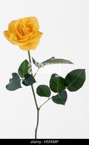 STUDIO-BILD EINER EINZELNEN GELBEN OFFENEN ROSE (ROSA) AUF WEISSEM HINTERGRUND. Stockfoto