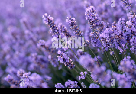 Nahaufnahme von Lavendel, Lavendel Bridestowe Estate, Nabowla, Tasmania, Tasmanien. Stockfoto