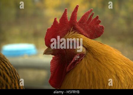 Buff Orpington Hahn hautnah Stockfoto