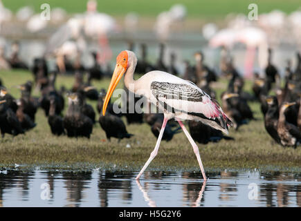 Das Bild der Painted Storch (Mycteria Leucocephala) in der Nähe von Pune, Maharashtra, Indien Stockfoto