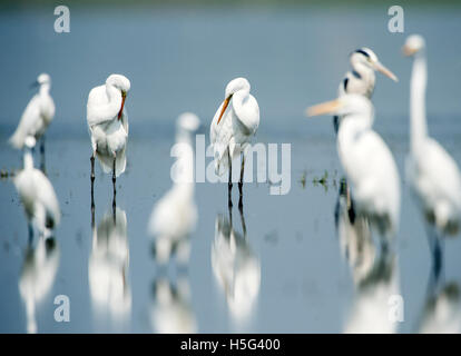 Das Bild des Intermediate Reiher (Ardea Intermedia) Porträt in der Nähe von Pune, Maharashtra, Indien Stockfoto