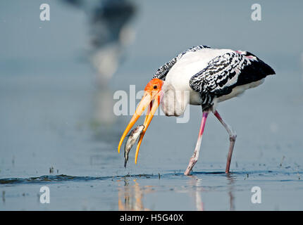 Das Bild der Painted Storch (Mycteria Leucocephala) mit fangen Fische in der Nähe von Pune, Maharashtra, Indien Stockfoto