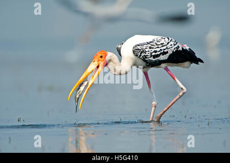 Das Bild der Painted Storch (Mycteria Leucocephala) mit fangen Fische in der Nähe von Pune, Maharashtra, Indien Stockfoto