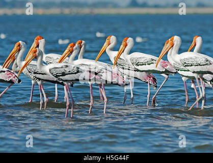 Das Bild der Painted Storch (Mycteria Leucocephala) in der Nähe von Pune, Maharashtra, Indien Stockfoto