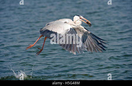 Das Bild der Graureiher (Ardea Cinerea) mit Fischen in der Nähe von Pune, Maharashtra, Indien Stockfoto