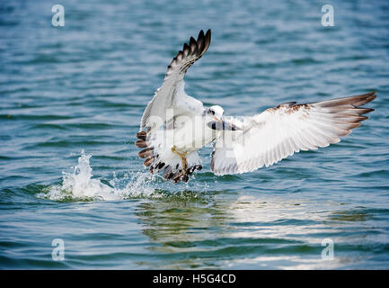 Das Bild Yellow-legged Möve (Larus Michahellis), mit Fisch, in der Nähe von Pune, Maharashtra, Indien Stockfoto