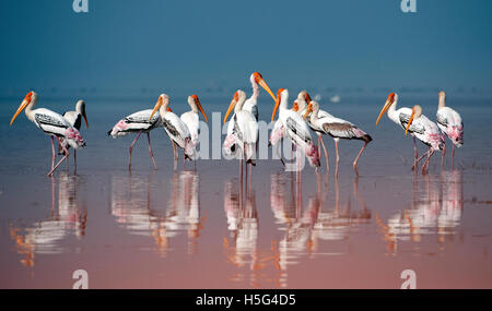 Das Bild Painted Storch (Mycteria Leucocephala) Herde, in der Nähe von Pune, Maharashtra, Indien Stockfoto