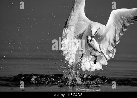 Das Bild von Braun leitete Möwen (Chroicocephalus Brunnicephalus) mit Fisch, in der Nähe von Pune, Maharashtra, Indien Stockfoto