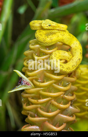 Wimpern-Viper, Bothriechis Schlegelii, "Oropel" oder goldenen Phase.  Costa Rica. Familie Viperidae, Unterfamilie Crotalinae Stockfoto