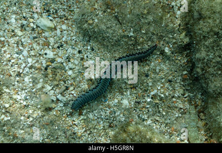 Bärtige Fireworm Hermodice Carunculata, Chalki, Dodekanes, Griechenland. Stockfoto