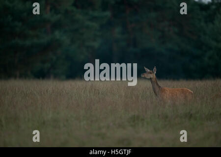 Rotwild (Cervus elaphus), Weibchen, Hind, auf weiten Wiesen, in der Nähe eines Waldes, in der Abenddämmerung, auf Sicherheit achten. Stockfoto
