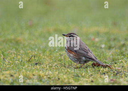 Rotdrossel / Rotdrossel (Turdus Iliacus), EZ Männchen in Zucht Kleid, Nahrungssuche auf Grünland. Stockfoto