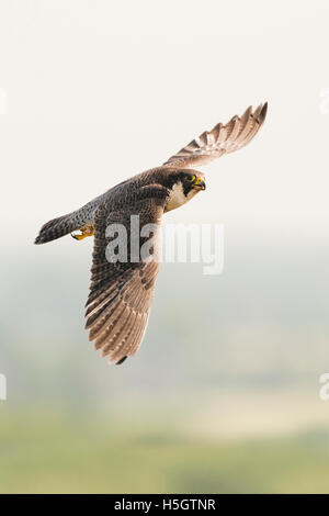 Wanderfalke / Duck Hawk (Falco Peregrinus) im schnellen Flug, in der Nähe, hoch über dem Land, Tierwelt, Europa. Stockfoto