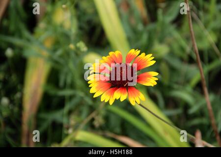 Frühling blühen. Stockfoto