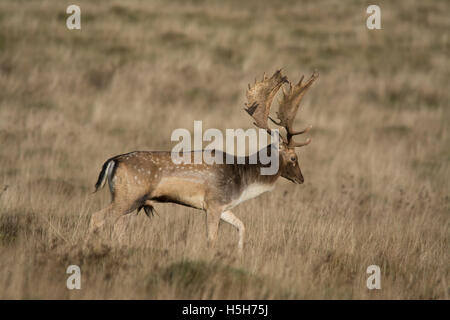 Buck Damhirsche während der Brunft Herbstsaison in Petworth Park in West Sussex, England Stockfoto