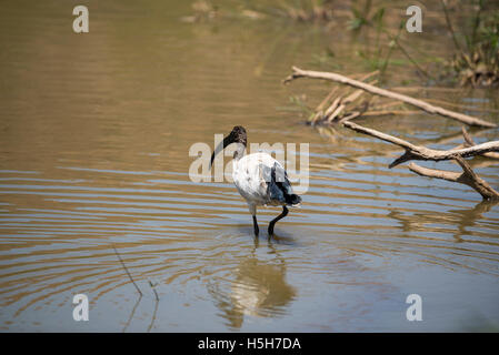 Sacred Ibis in einem Damm in Gauteng Stockfoto